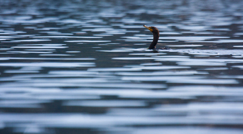 Double-Crested Cormorant